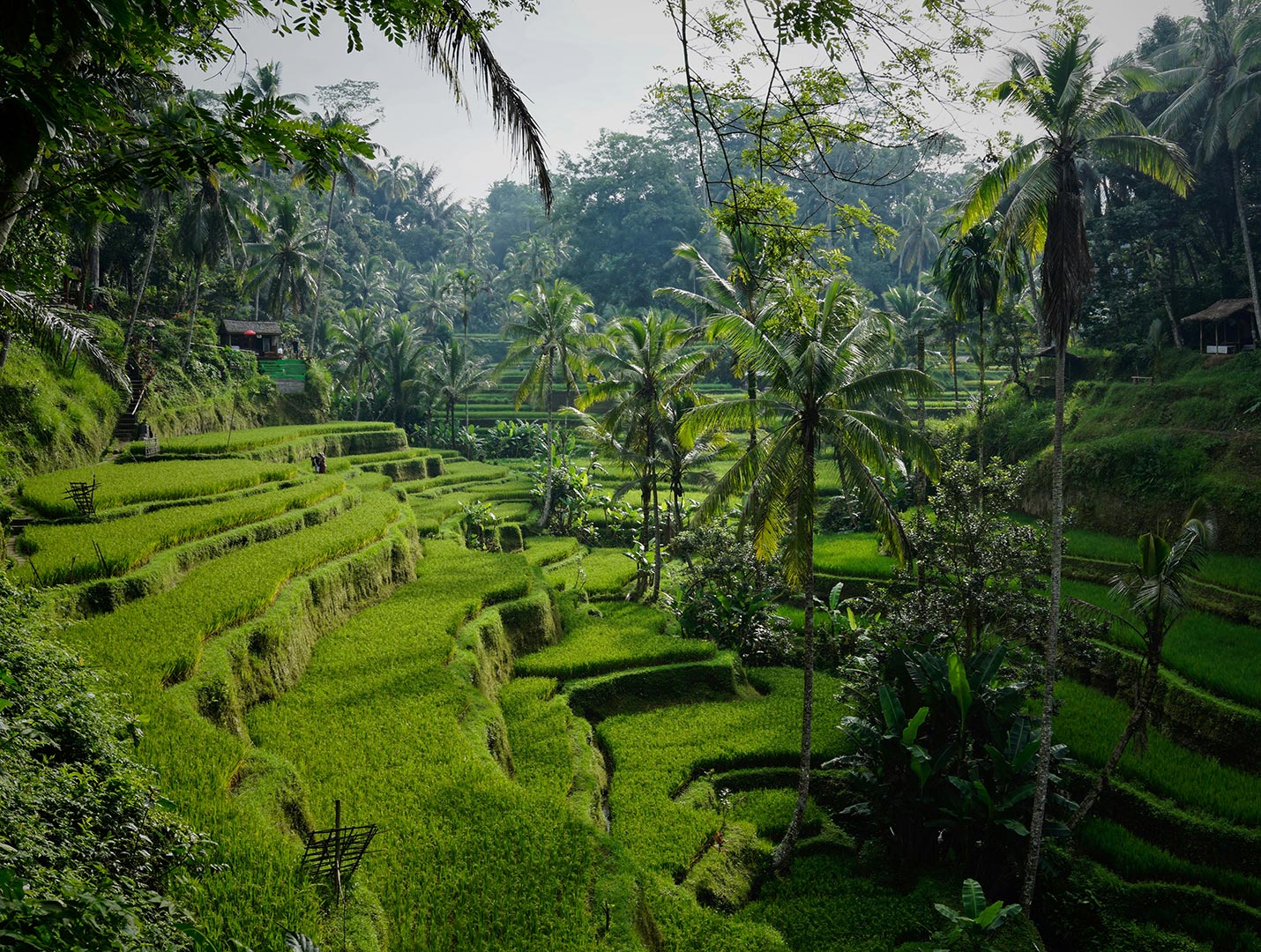 Bali + Indonesia